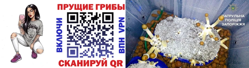 hydra онион  Видное  Псилоцибиновые грибы прущие грибы 